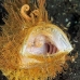 frogfish_hairy_kbrtk3_v_0439_sul6104.jpg